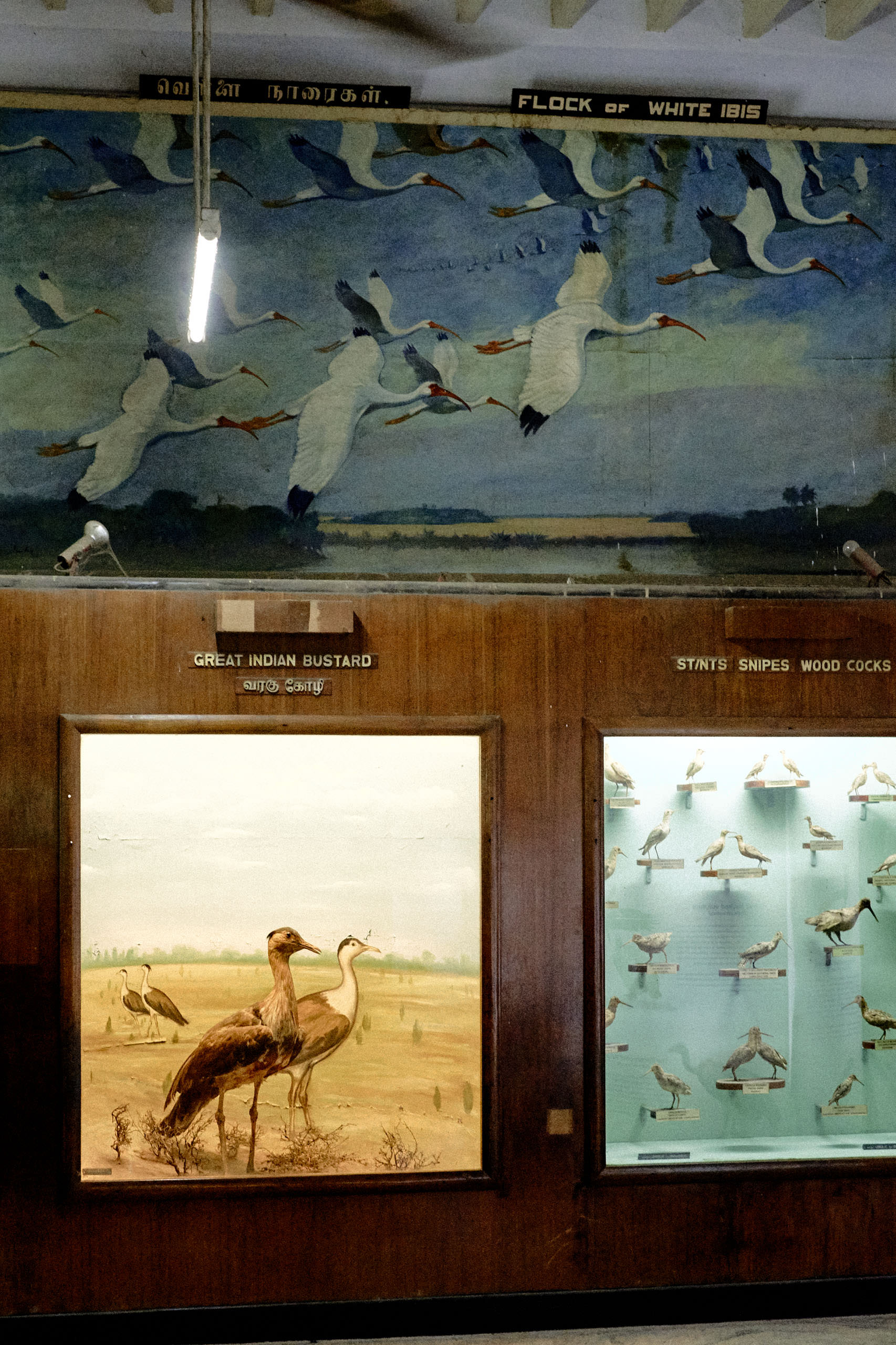 Government Art Museum Chennai